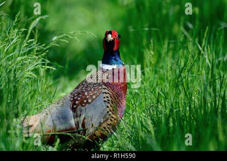 Ritratto di un fagiano comune (Phasianus colchicus) in erba lunga Foto Stock