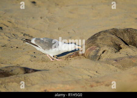 Seagull il prelievo a la carcassa di un elefante settentrionale di tenuta (Mirounga angustirostris) pup. Molti cuccioli vengono uccisi sulla spiaggia, schiacciato dal tremendo Foto Stock