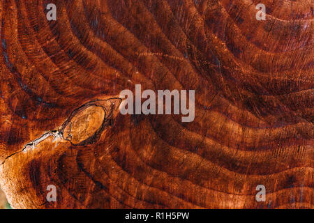 Tronco di albero sezione texture pattern come sfondo naturale Foto Stock