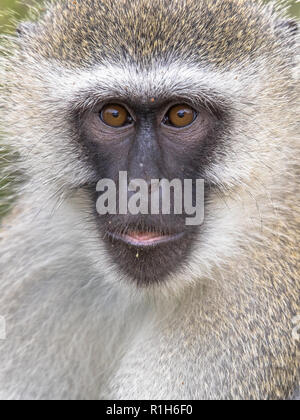 Vervet monkey (Chlorocebus pygerythrus) ritratto animale guardando carino a fotocamera nel parco nazionale Kruger Sud Africa Foto Stock