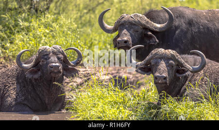 African buffalo (Cyncerus caffer) tre bovini maschi la balneazione nel fiume nel parco nazionale Kruger Sud Africa Foto Stock