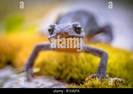 Il tritone alpestre (Ichthyosaura alpestris) sul frontale moss e rocce naturali in ambiente di montagna Foto Stock