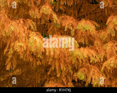 Bellissimo Colore di autunno nel feathery rami di un alba albero di sequoia Metasequoia glyptostroboides a Westonbirt Arboretum in GLOUCESTERSHIRE REGNO UNITO Foto Stock