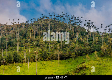 El Bosque de Las Palmas paesaggi di palme in Valle Cocora vicino Salento Quindio in Colombia Sud America Foto Stock