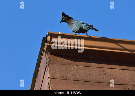 Un'immagine orizzontale di un Stellers Jay (Cyanocitta stelleri), foraggio per gli insetti lungo una vigilia trowth sul tetto di un edificio rurale in Alberta Cana Foto Stock