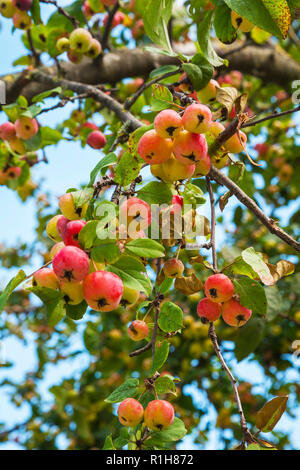 Selvatico europeo pera (Pyrus pyraster) sulla struttura ad albero, Baviera, Germania Foto Stock