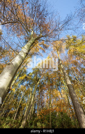 A basso angolo, il worm-eye di autunno treetops (ritratto capture) nel bosco del Regno Unito. Cerca fino a baldacchino della foresta dal di sotto. Foto Stock