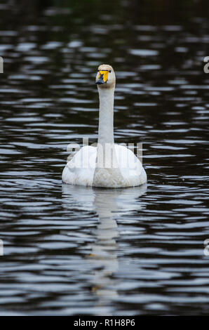 Un whooper swan nuoto su un lago Foto Stock