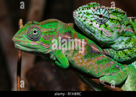 Due gioiello camaleonti (Furcifer lateralis), maschio, Highlands Centrali, prigionieri del Madagascar Foto Stock