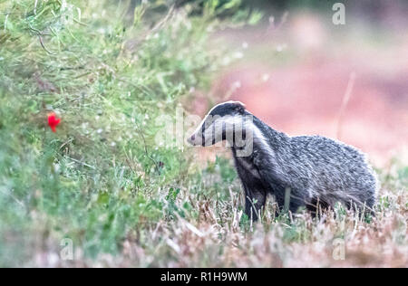 Maschio adulto Badger fuori della sua imp in un campo aperto.