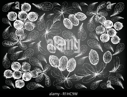 Frutti di bosco, Illustrazione disegnata a mano schizzo di Jostaberries e Barberies giapponese o Berberis Thunbergii frutti sulla lavagna. Illustrazione Vettoriale