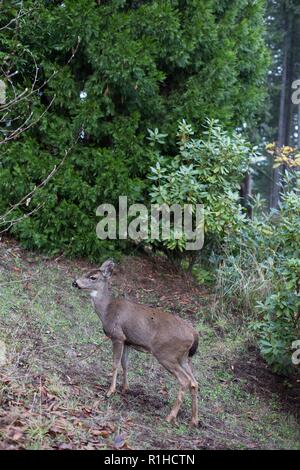 Una coda nera deer in piedi vicino a un bosco di Eugene, Oregon, Stati Uniti d'America. Foto Stock
