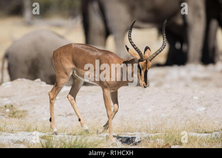 Di fronte nero impala con zebre in background. Il parco nazionale di Etosha, Namibia Foto Stock