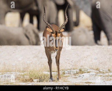 Di fronte nero impala con elefanti in background. Il parco nazionale di Etosha, Namibia Foto Stock