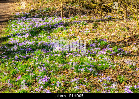 Bella vista su un prato verde con fiori di croco viola in Brunssummerheide nel Limburgo meridionale nei Paesi Bassi Olanda Foto Stock