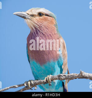 Lilla rullo petto della seduta in una struttura ad albero con cielo blu dietro. Il parco nazionale di Etosha, Namibia Foto Stock