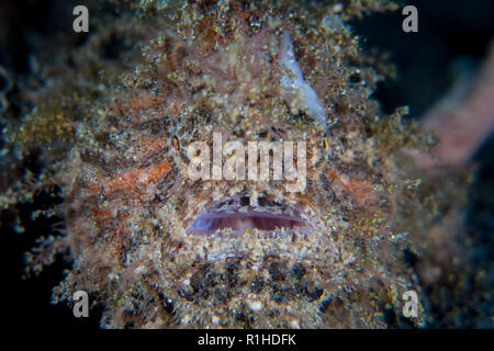 Una rana pescatrice striato, Antennarius striatus, utilizza la sua incredibile camouflage per fondersi con l'ambiente sottomarino nello stretto di Lembeh, Indonesia. Foto Stock