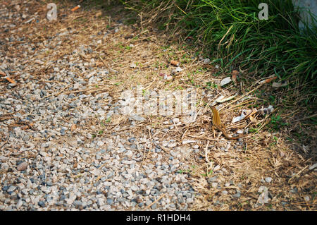 Una piccola parete italiana lizard tra di ghiaia e di erba verde in un giorno di estate Foto Stock