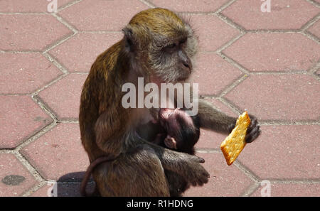 Una scimmia con un cookie in mano e una scimmia bambino tra le sue braccia. Foto Stock