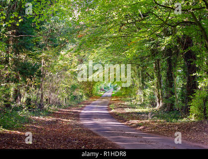 Un inizio autunno vista di una verdeggiante lane in Cotswolds, Inghilterra, Regno Unito. Foto Stock