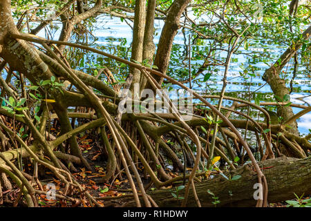 Naturali e conserve di vegetazione di mangrovie sul bordo di una laguna in Brasile Foto Stock