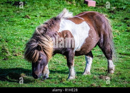 Molto popolari pony Shetland calze (Pony Pony di danza da TV commerciale) in Scozia, isole Shetland, Regno Unito Foto Stock