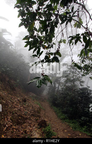 Il ramo di maturazione dei chicchi di caffè sovrastante un percorso in un caffè finca, Minca, Colombia Foto Stock