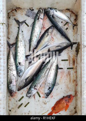 Foto sulla parte superiore della scatola con il pesce appena pescato, primo piano Foto Stock