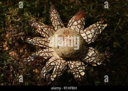 Barometro, earthstar astraeus hygrometricus funghi sul verde muschio Foto Stock