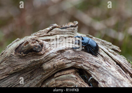 Minotauro maschio beetle (Typhaeus typhoeus) in un distretto di picco heather moorland Foto Stock