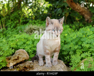 Yound gatto domestico, vecchio di 4 mesi, seal tabby point, seduti in giardino Foto Stock