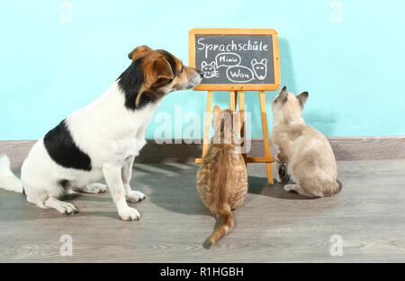 Jack Russell cane (tricolore) e due gattini (Rosso tabby e seal tabby point) guardando un consiglio scolastico Foto Stock
