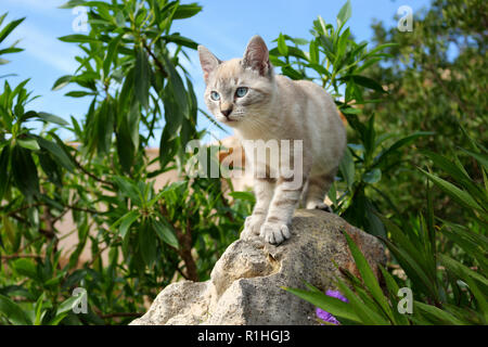 Giovani gatto domestico, seal tabby point, 3 mese vecchio, in piedi su una roccia Foto Stock