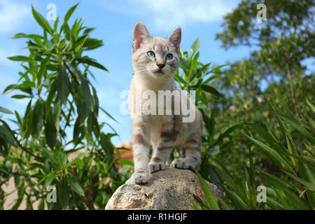 Giovani gatto domestico, seal tabby point, 3 mese vecchio, in piedi su una roccia Foto Stock