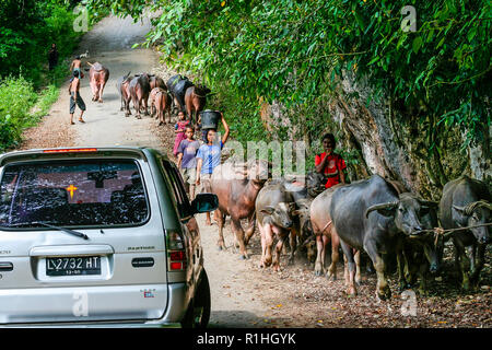 Il traffico su una strada locale nell'isola di Sumba, Nusa Tenggara, Indonesia. Car meeting bufali. Foto Stock