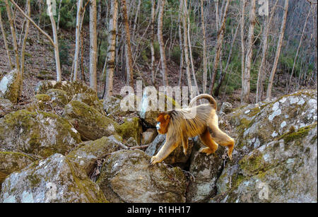 Maschio adulto rampognare-annusò scimmia dorata (Rhinopithecus roxellana). Gennaio in area forestale in Foping, montagne Qinling, provincia di Shaanxi, Cina Foto Stock