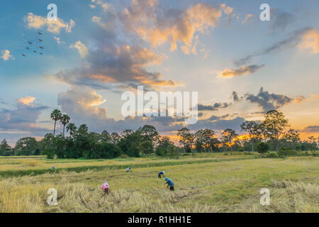 Soft focus silhouette del tramonto con maturi brown risone, agricoltore antica pratica per la mietitura brown risone seme, il bellissimo cielo e cl Foto Stock