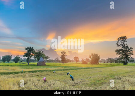 Soft focus silhouette del tramonto con maturi brown risone, agricoltore antica pratica per la mietitura brown risone seme, il bellissimo cielo e cl Foto Stock