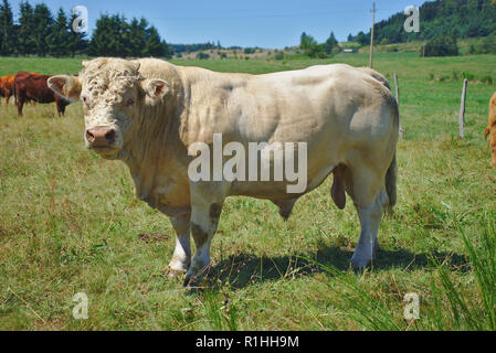 Charolais bull, allevamento keeper in Auvergne Puy-de-Dôme Foto Stock