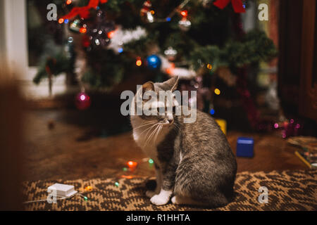 Gatto seduto sul pavimento accanto a albero di Natale a casa Foto Stock