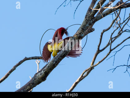 Maschio rosso uccello del paradiso (Paradisaea rubra) nel corteggiamento. Isola di Waigeo Raja Ampat, Indonesia Foto Stock