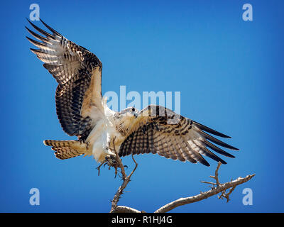 L'Osprey (Pridion haliaetus) arroccato a Cabo San Lucas, Messico Foto Stock