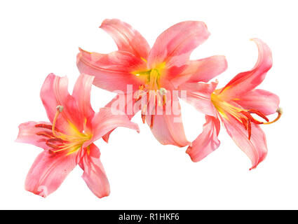 Tre delicato rosa con gigli gialli fiori vicino, isolato su uno sfondo bianco - elemento decorativo per la festosa, floreale o progettazione di giardinaggio Foto Stock