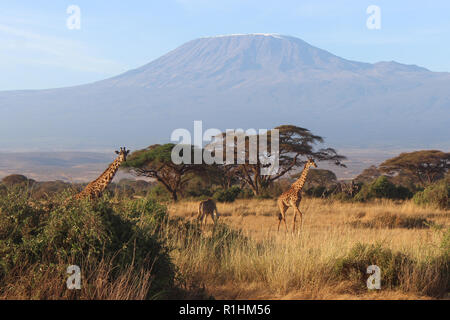 Vista panoramica del Monte Kilimanjaro con le giraffe incrocio nella parte anteriore Foto Stock