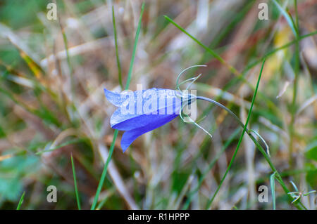 Harebell comune (Campanula rotundifolia) fiori. Noto in alcune aree come la ferrovia Bluebell. Questo fiore è di solito si trova su di un piano elevato e ben drenati Foto Stock