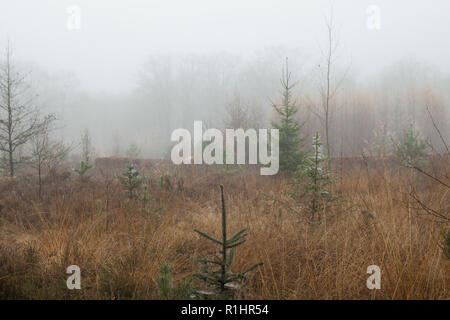 Foggy heath in autunno con nebbia Foto Stock