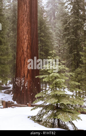 Albero di sequoia trunk nel parco nazionale di Sequoia e Kings Canyon in California Foto Stock