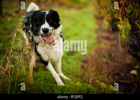 Happy dog ansimando in un vigneto Foto Stock