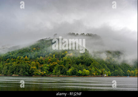 La nebbia di deriva nel bosco Foto Stock