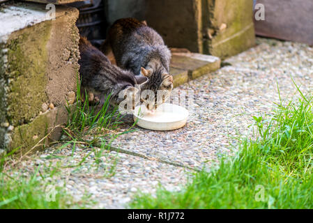 Due gatti leccare il latte da una piastra Foto Stock